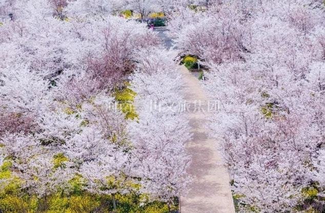 丰乐樱花园—樱花列车